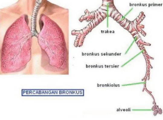 Gambar 6.  Trakea 
