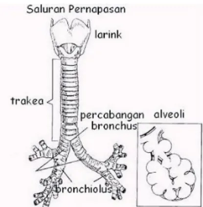 Gambar 8. Bronkiolus 
