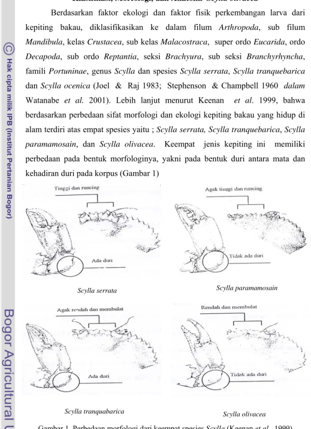 Gambar 1  Perbedaan morfologi dari keempat spesies Scylla (Keenan et al.  1999) 