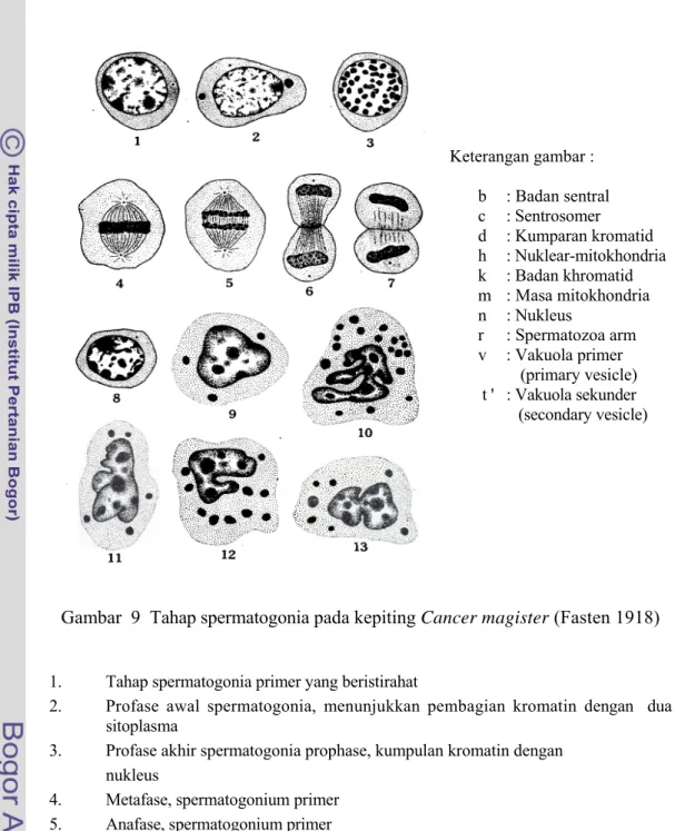 Gambar  9  Tahap spermatogonia pada kepiting Cancer magister (Fasten 1918) 