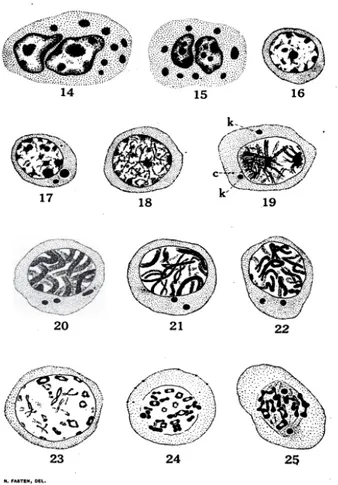 Gambar  10  Tahap Spermatosit Primer pada kepiting Cancer magister 