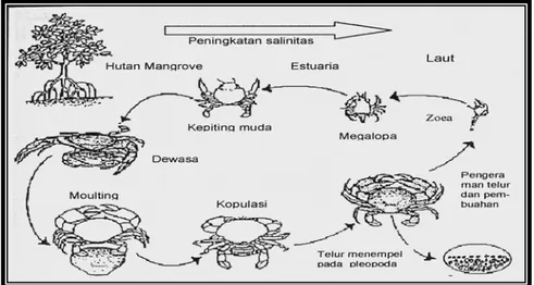 Gambar 2   Siklus Hidup Kepiting Bakau (Scylla spp) Modifikasi Kanna (2000) 