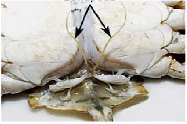 Gambar 4   Anatomi Organ Kelamin Jantan  Kepiting Bakau (Scylla sp) 