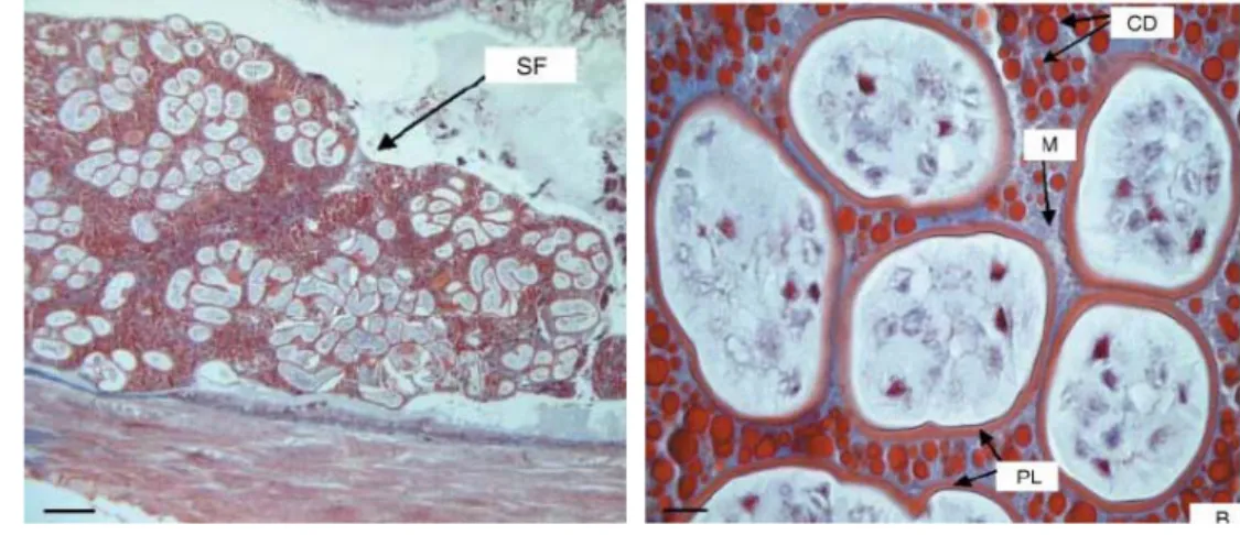 Gambar 5  Spermatofor  dari  C. quadricarinatus A: Gambar secara umum dari  spermatofor (stained with Masson-Trichrome; bar: 286 μm)