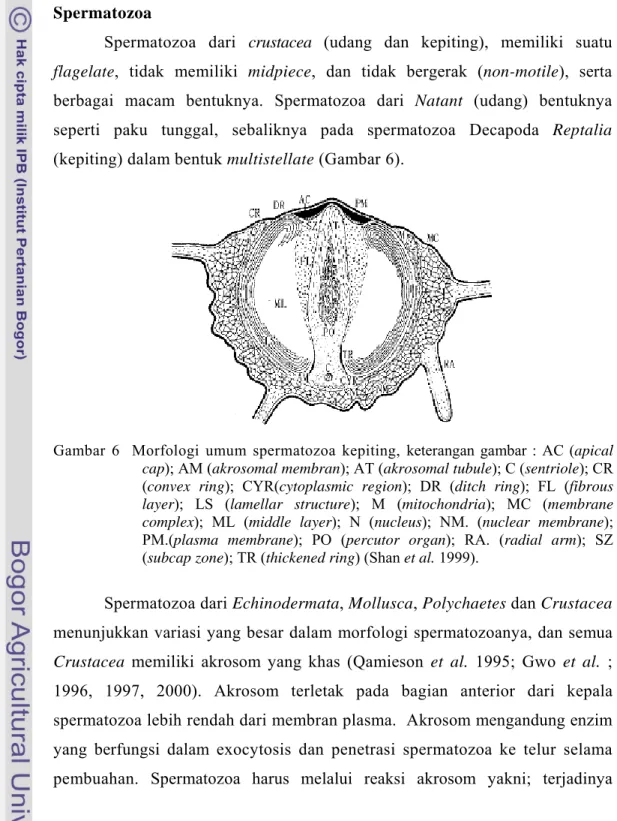 Gambar 6  Morfologi umum spermatozoa kepiting, keterangan gambar : AC (apical  cap); AM (akrosomal membran); AT (akrosomal tubule); C (sentriole); CR  (convex ring); CYR(cytoplasmic region); DR (ditch ring); FL (fibrous  layer); LS (lamellar structure); M 