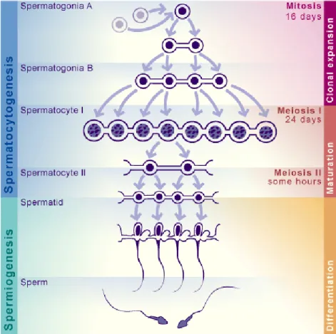 Gambar 2 Proses Spermatogenesis (Sumber : http://images.google.co.id)  Spermatogenesis adalah suatu siklus yang teratur dimana spermatogonia  diploid akan berkembang menjadi spermatozoa haploid dewasa