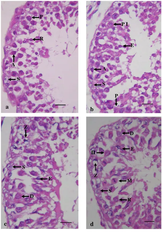 Gambar 3 Tahapan 1 sampai tahapan 4. Tahap 1 (a) Spermatogonia tipe A; Spermatosit primer  (P);  Spermatid bulat (R); Sel sertoli (S)