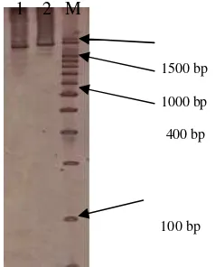Gambar 7  Hasil amplifikasi  O. borneensis dan  H. annandalei menggunakan primer AF05 dan AF08