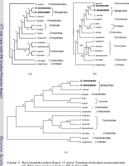 Gambar 11  Hasil rekontruksi pohon filogeni  15 spesies Testudines berdasarkan urutan nukleotida 