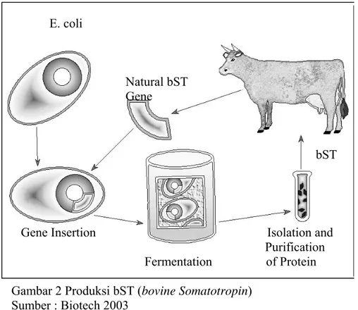 Gambar 2 Produksi bST (bovine Somatotropin)  Sumber : Biotech 2003 