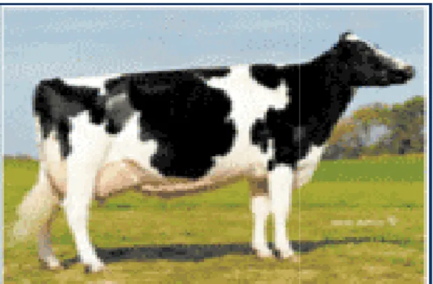 Gambar 1 Sapi Friesian Holstein (Wikipedia 2008)