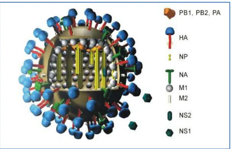 Gambar 2 Struktur Virus AI (Wikipedia 2008) 