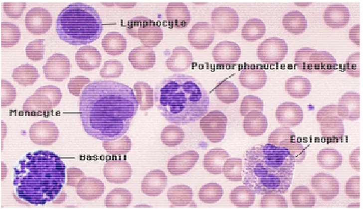 Gambar 4 Berbagai jenis sel darah putih 