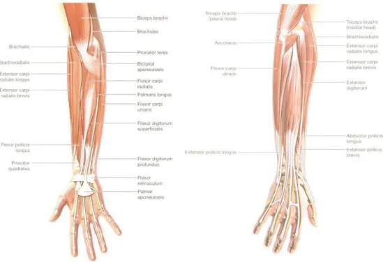 Gambar 11. Otot superfisial lengan bawah anterior dan posterior  Sumber: Cael C. 20