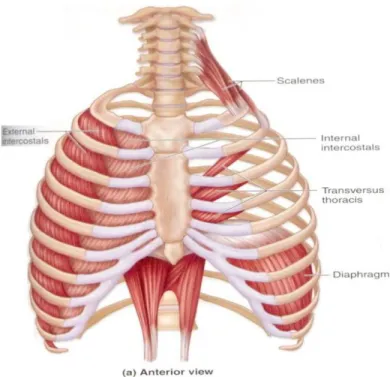 Gambar 1 . Otot-otot pernapasan dinding dada  Sumber: Guyton 2