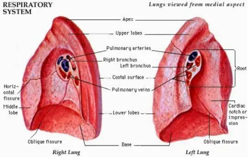 Gambar 2 . Anatomi paru kanan dan kiri dilihat dari medial. 