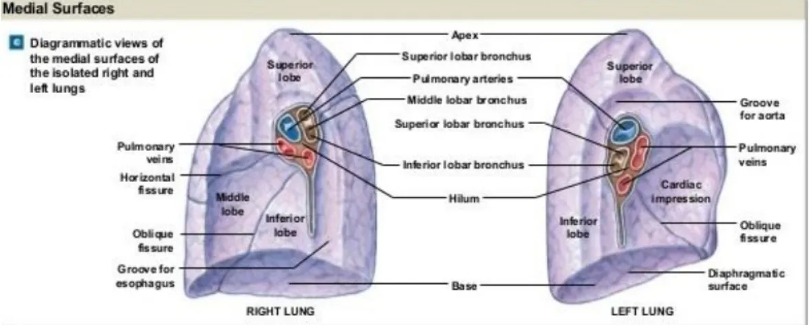 Gambar 1. Anatomi paru kanan dan kiri dilihar dari medial  Sumber : dr.b-ch lecture presentation 13