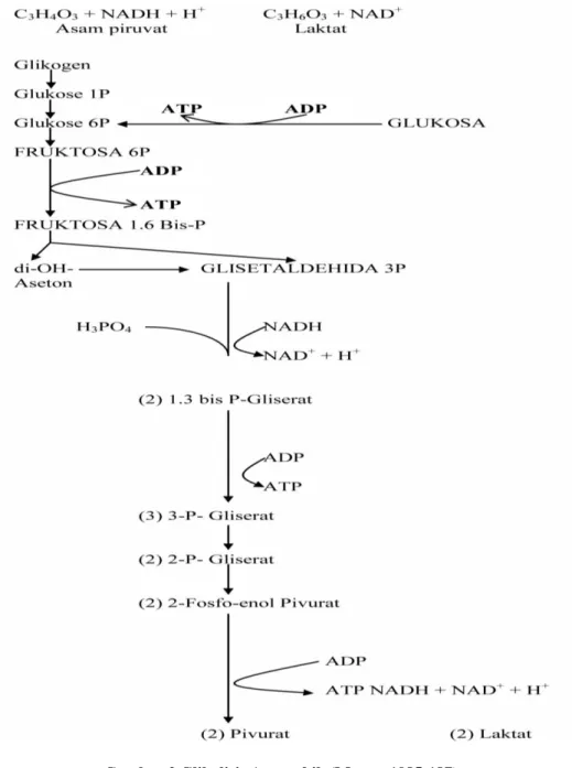 Gambar 2 Glikolisis Anaerobik (Mayes, 1985:187) 