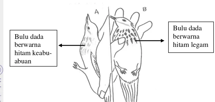 Gambar 5 Sketsa pasangan cucak rawa. A) jantan, B) betina  