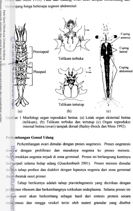 Gambar 1 Morfologi organ reproduksi betina. (a) Letak organ eksternal betina 