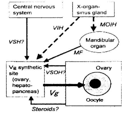 Gambar 2 Sistem ke j a  hormon dalam pengendalian perkembangan gonad udang 