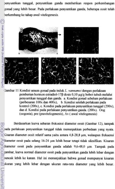 Gambar 11 Kondisi umum gonad pada induk L. vannamer dengan perlakuan 