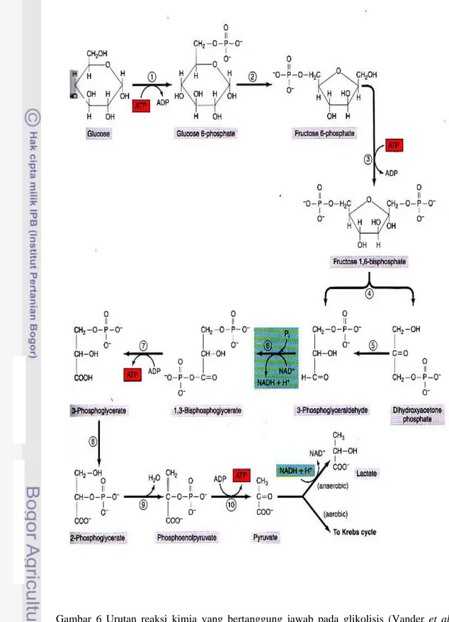 Gambar 6 Urutan reaksi kimia yang bertanggung jawab pada glikolisis (Vander et al. 
