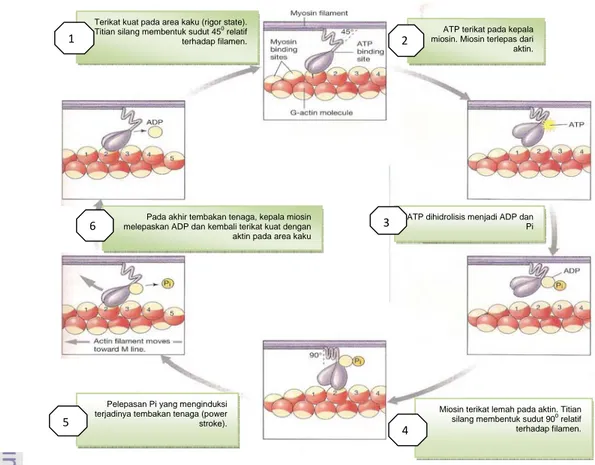 Gambar 2  Siklus dasar molekuler kontraksi otot rangka (Silverthorn 2009) 