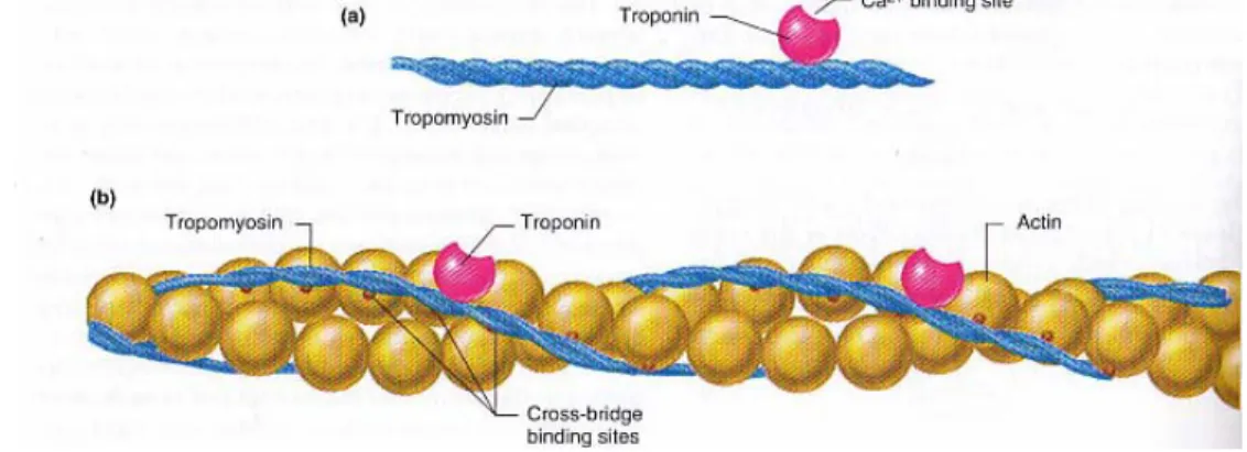 Gambar 3 Kedudukan molekul troponin terhadap molekul tropomiosin dan sisi perlekatan  mekanisme titian silang (Vander et al