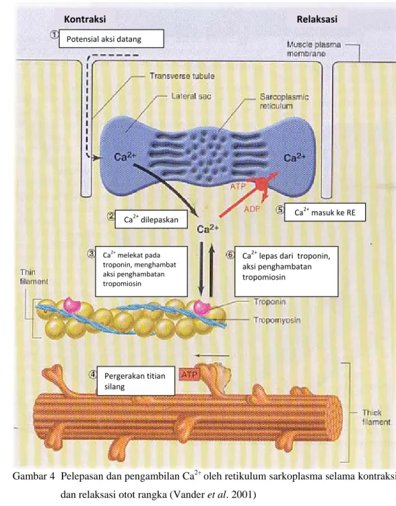 Gambar 4  Pelepasan dan pengambilan Ca 2+  oleh retikulum sarkoplasma selama kontraksi  dan relaksasi otot rangka (Vander et al