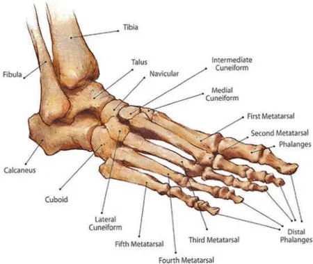 Gambar 2.1 Struktur Tulang Pembentuk Foot and Ankle (Wolgin, 2012) 