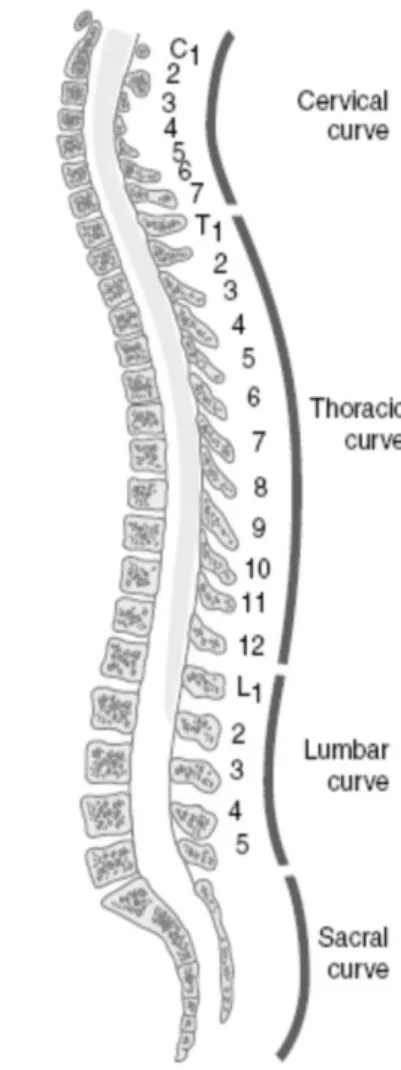 Gambar 1.Collumna vertebralis 