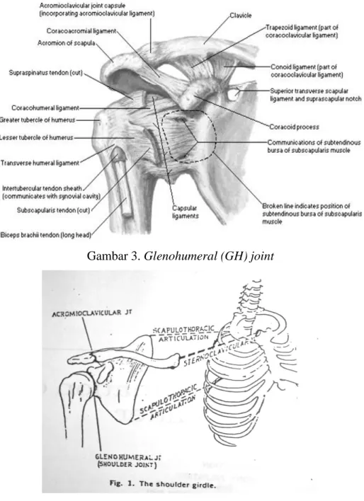 Gambar 4. Shoulder girdle 