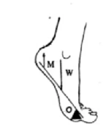 Gambar 9. Kaki sebagai pengungkit sederhana tipe II. 15 Gaya (M)   = m. Triceps surae 