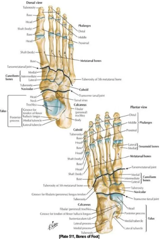 Gambar 1. Anatomi ossa tarsalia, metatarsal, dan phalanx pedis. 9