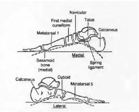 Gambar 2. Arcus longitudinalis medial dan lateral 11