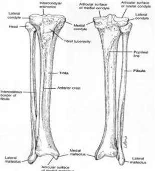 Gambar 2.1 Anatomi Cruris Tibia dan Fibula  (diambil dari www.radiologykr.com) 