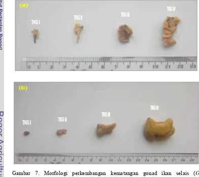 Gambar 7. Morfologi perkembangan kematangan gonad ikan selais (O. hypophthalmus) jantan (a) dan betina (b) di rawa banjiran Sungai Kampar Kiri 