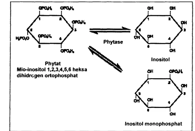 Gambar 2 Mekanisme kerja dari enzim frtase (Beruah et a/. 2003). 