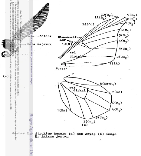 Gambar 2. S t r u k t u r  kepala (a) dan sayap (b) imago g. 
