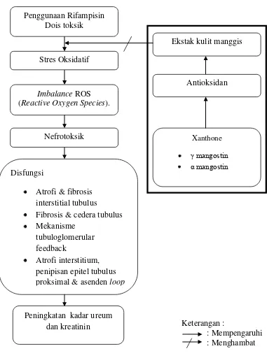 Gambar 3.  Diagram kerangka teori tentang pengaruh kulit manggis (Gracinia mangostana) terhadap ginjal akibat penggunaan rifampisin