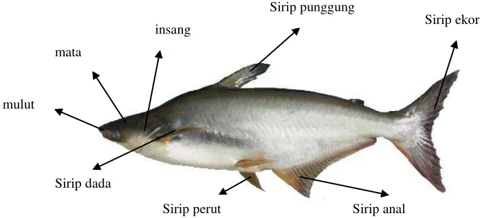 Gambar 2. Ikan Patin Siam (Pangasius hypothalamus)        (Sumber : http://www.bbatjambi.co.id/) 