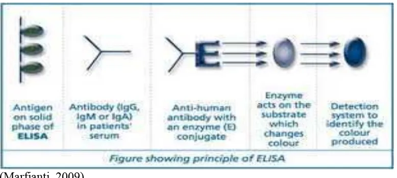 Gambar 1. Prinsip reaksi ELISA 