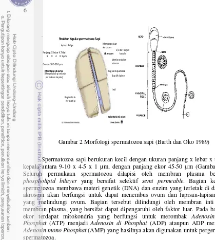 Gambar 2 Morfologi spermatozoa sapi (Barth dan Oko 1989) 