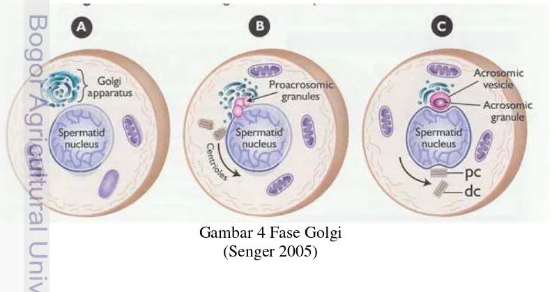 Gambar 4 Fase Golgi  