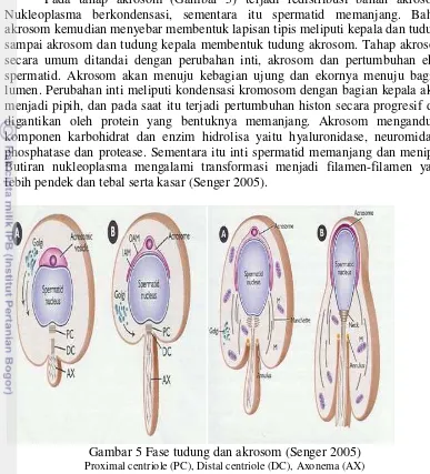 Gambar 5 Fase tudung dan akrosom (Senger 2005) Proximal centriole (PC), Distal centriole (DC), Axonema (AX) 