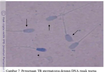 Gambar 7  Pewarnaan TB spermatozoa dengan DNA rusak warna 
