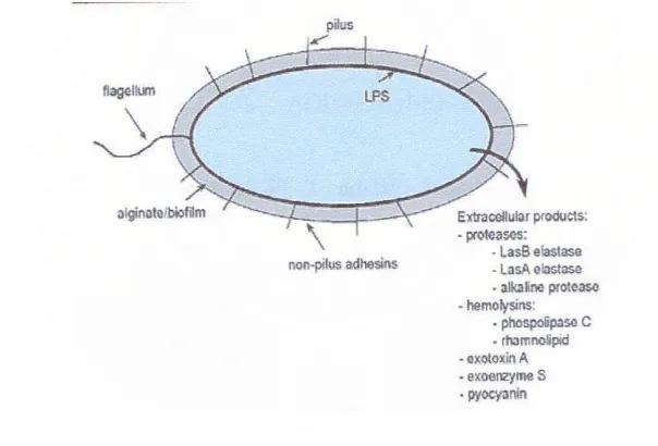 Gambar 3. Faktor-faktor virulensi P. aeruginosa. Flagel, pili dan pelekat non-pili, alginat, dan 