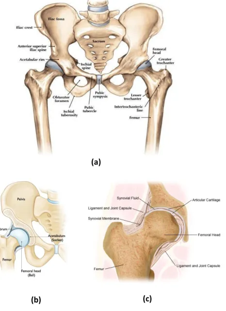 Gambar 2.1. Anatomi Tulang Hip (Femur Proksimal): 