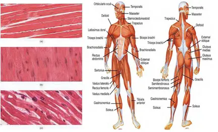 Figure 2.1: Different body muscles and structures [2] 